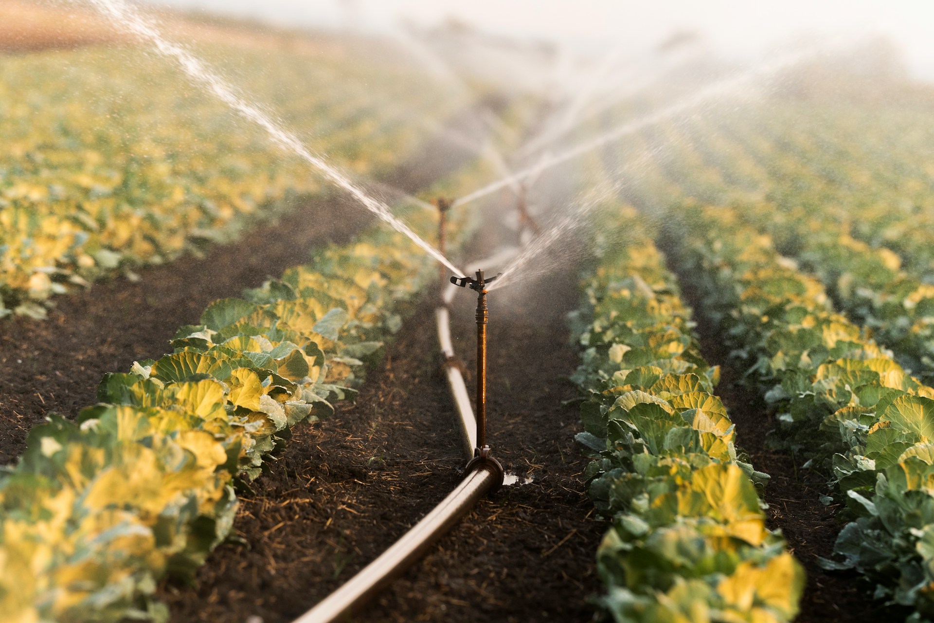 fall lawn irrigation