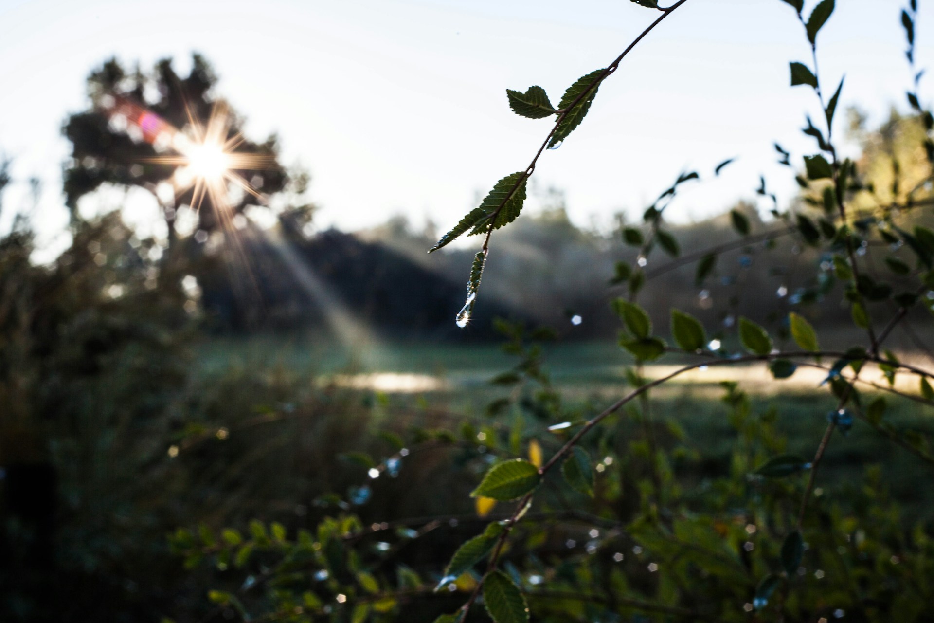 irrigation leaks