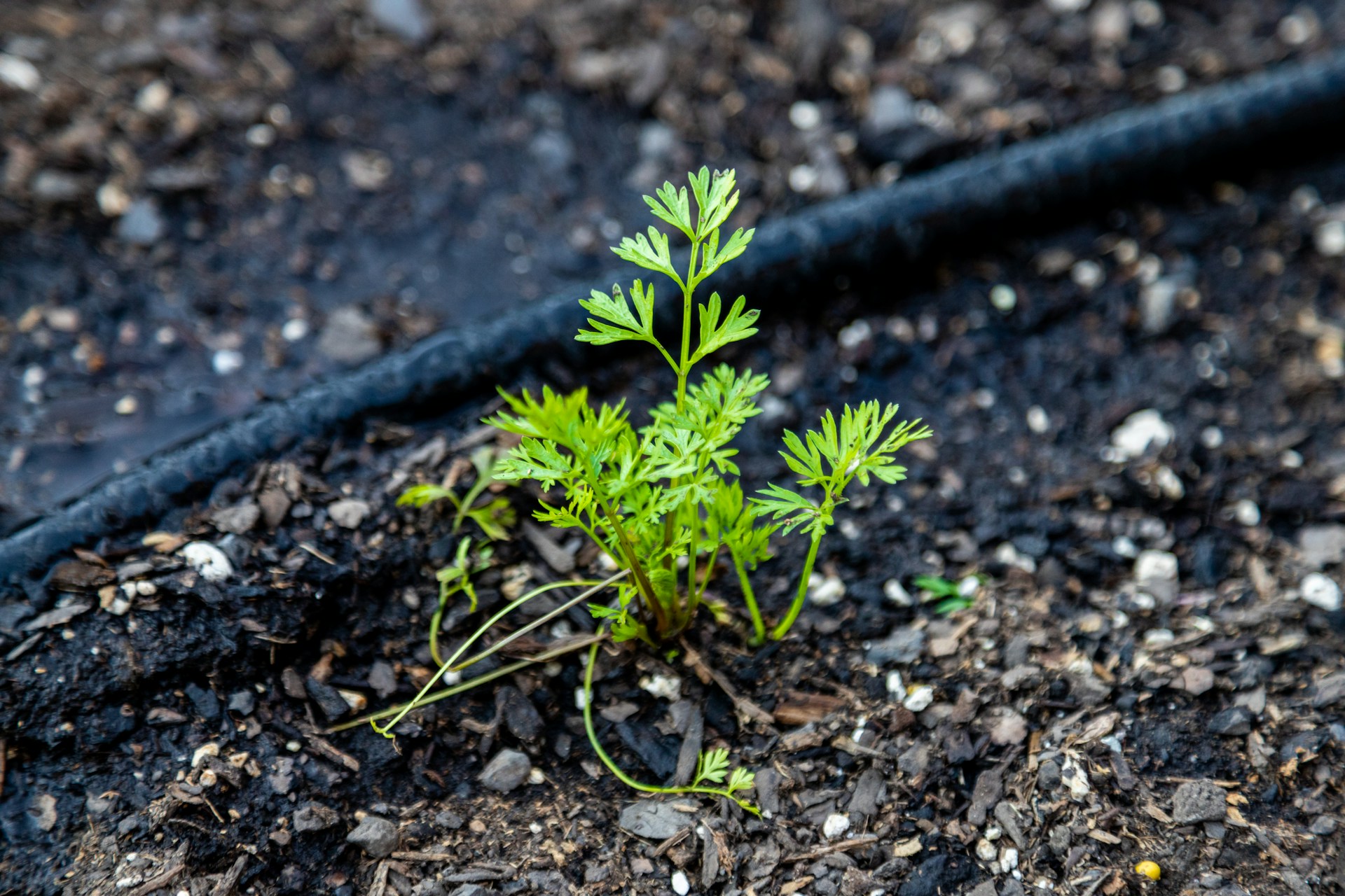 drip irrigation